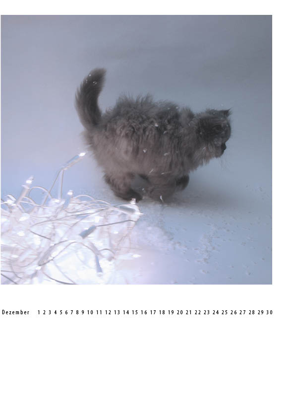 Article : Faut-il, ou pas, adopter un chat berlinois